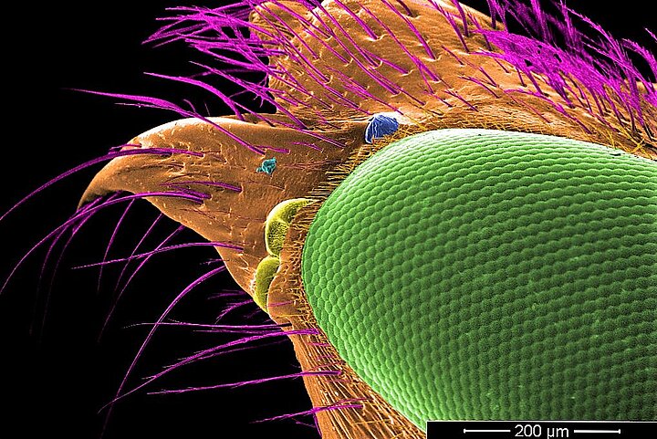 Zdjęcie z mikroskopu elektronowego pokazujące owada